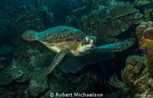 At Karpata, Bonaire by Robert Michaelson 